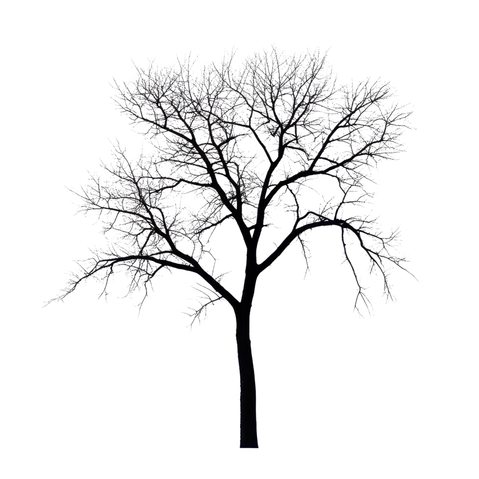 Silhouette of a leafless tree against a stark Transparent background, Silhouette a large leafless tree, isolated on a background png