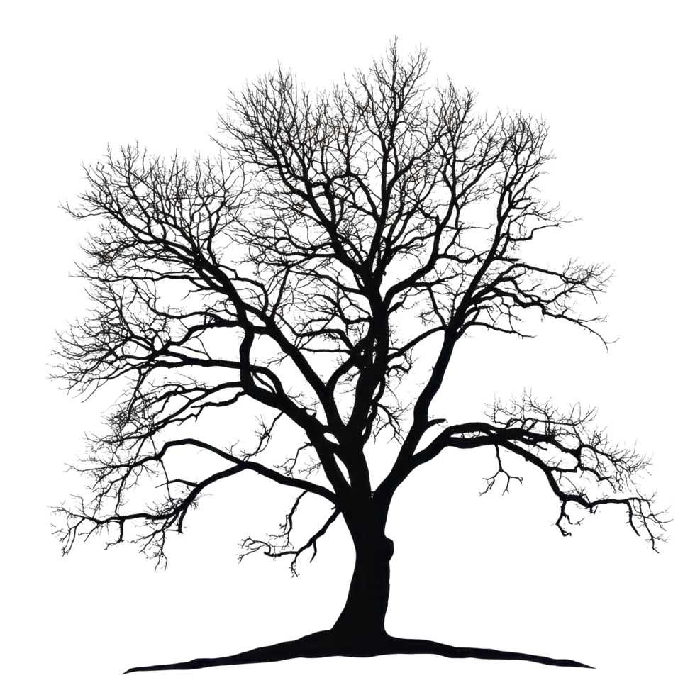 Lonely large leafless tree silhouette on a plain Transparent background in winter, Silhouette a large leafless tree, isolated on a background png