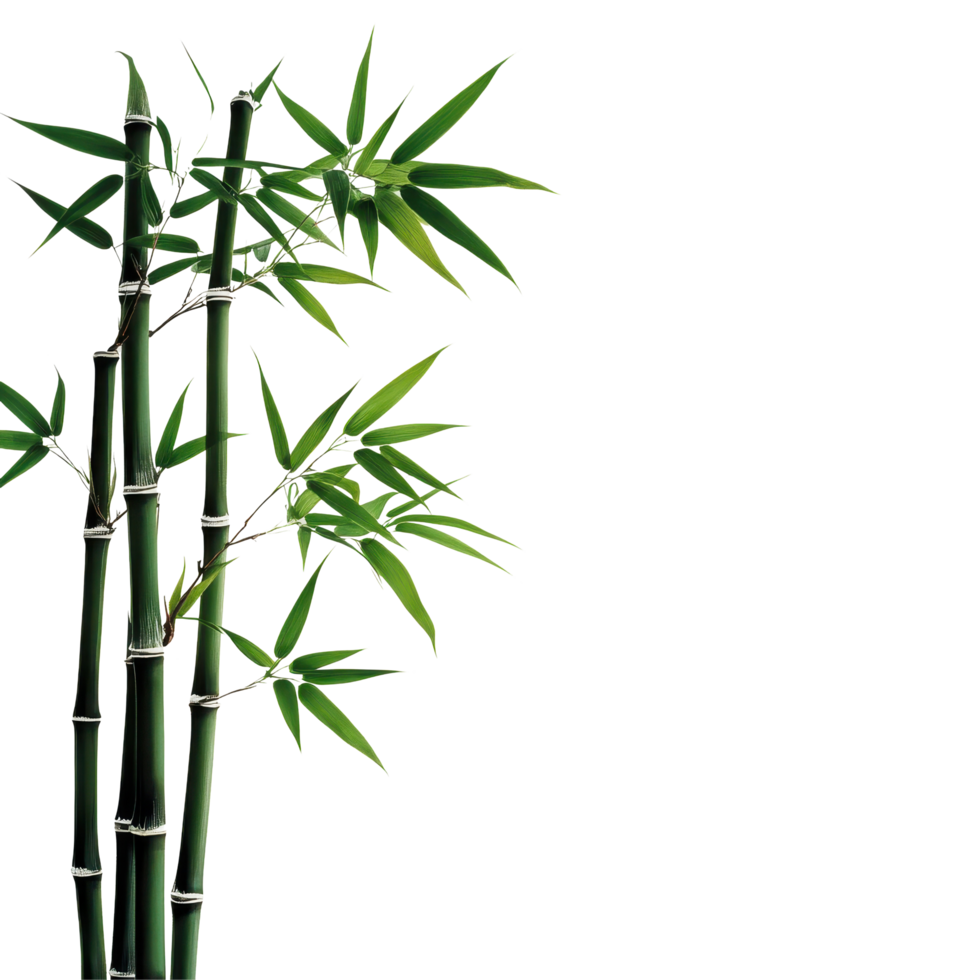 Closeup of bamboo stalks with vibrant green leaves on a clean Transparent background, This background file is a close-up a bamboo branch, background png