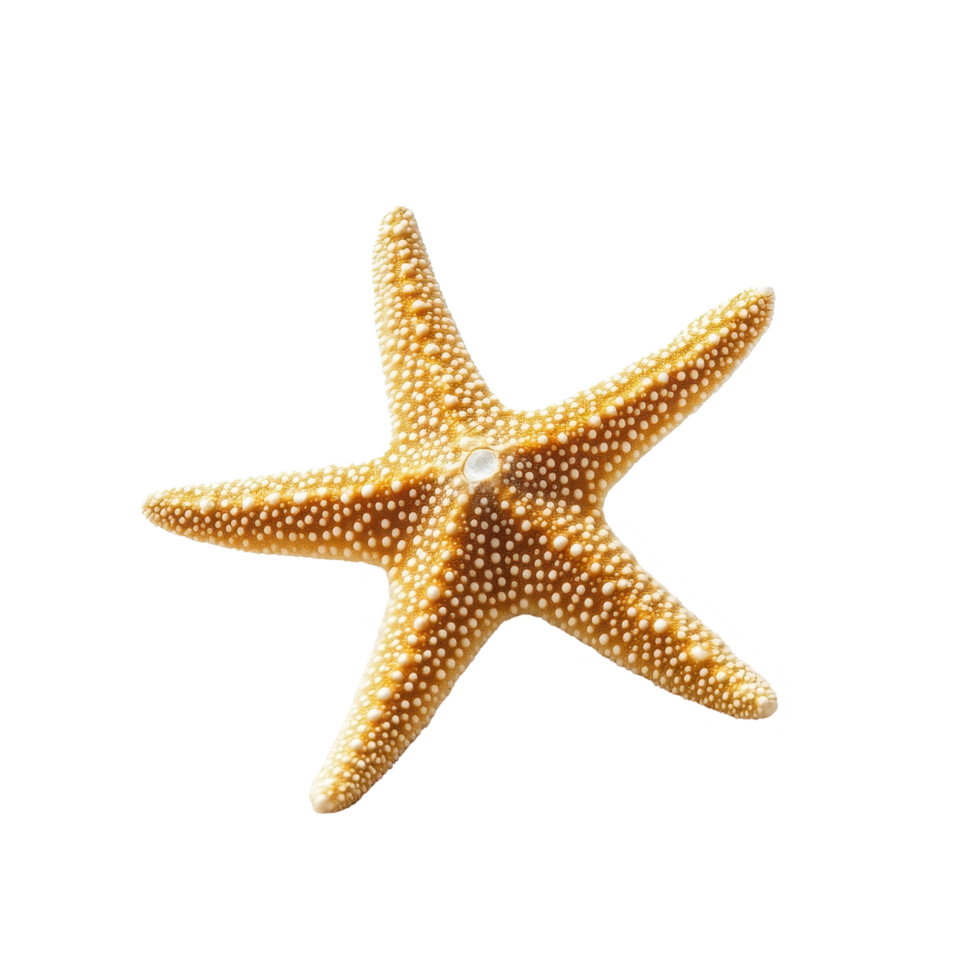 Starfish resting on fine sand against a Transparent background, highlighting natural textures and hues, Starfish on sand isolated on png