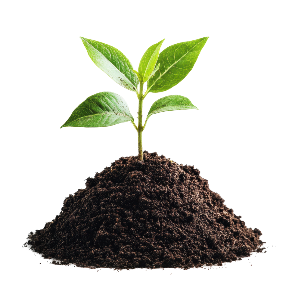 Soil mound with green plant sprouting on a Transparent background showcasing new growth and vitality during springtime, soilisolated on background png