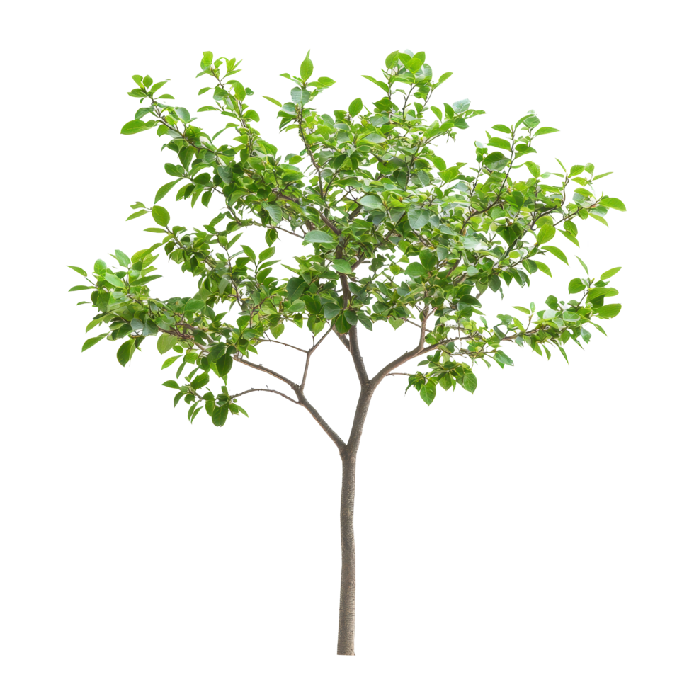 Green-leafed tree stands out against a bright Transparent background in natural light, tree with green leaves on a png