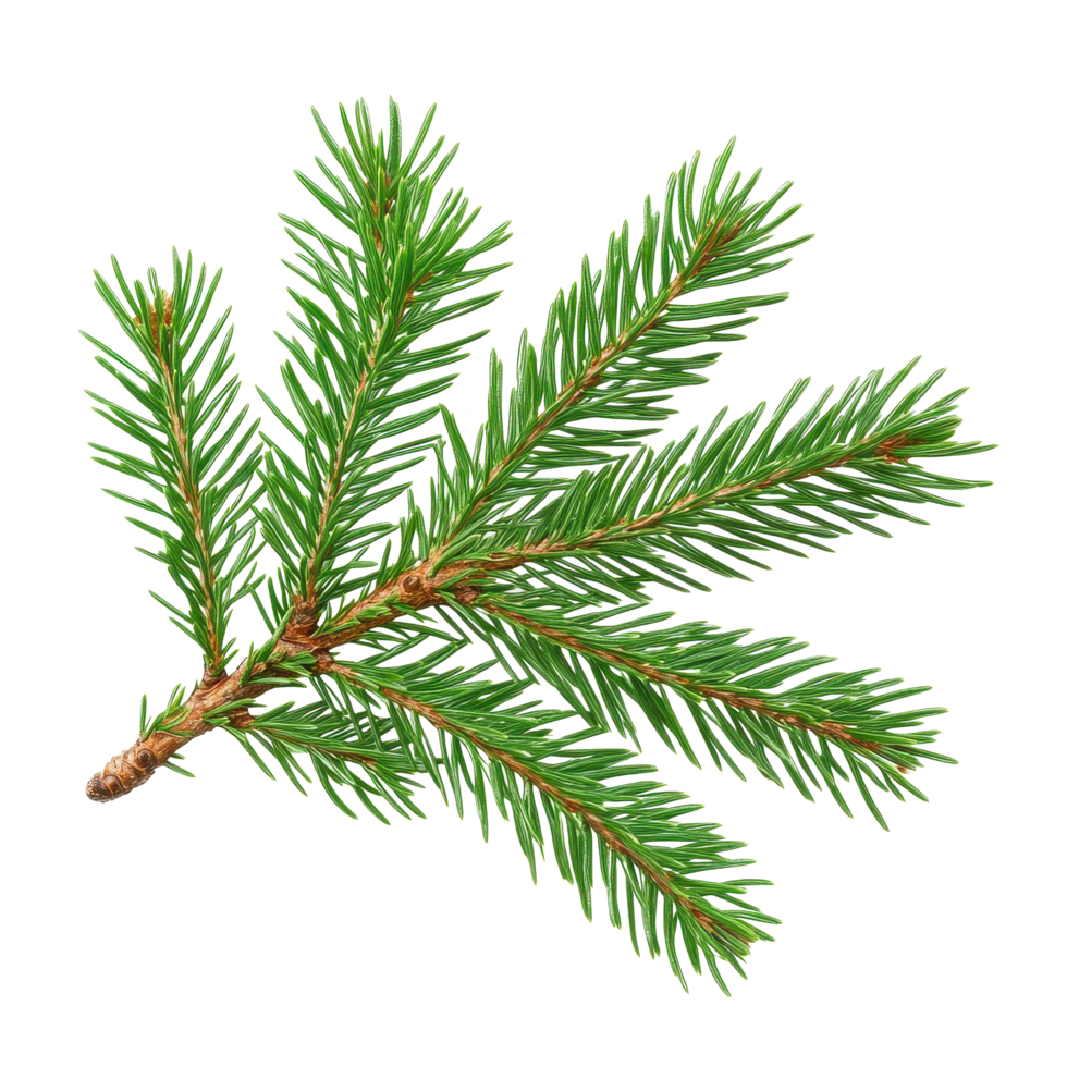 Spruce branch with lush green needles isolated on a Transparent background for floral design and nature projects, Spruce branch green fir isolated, background png