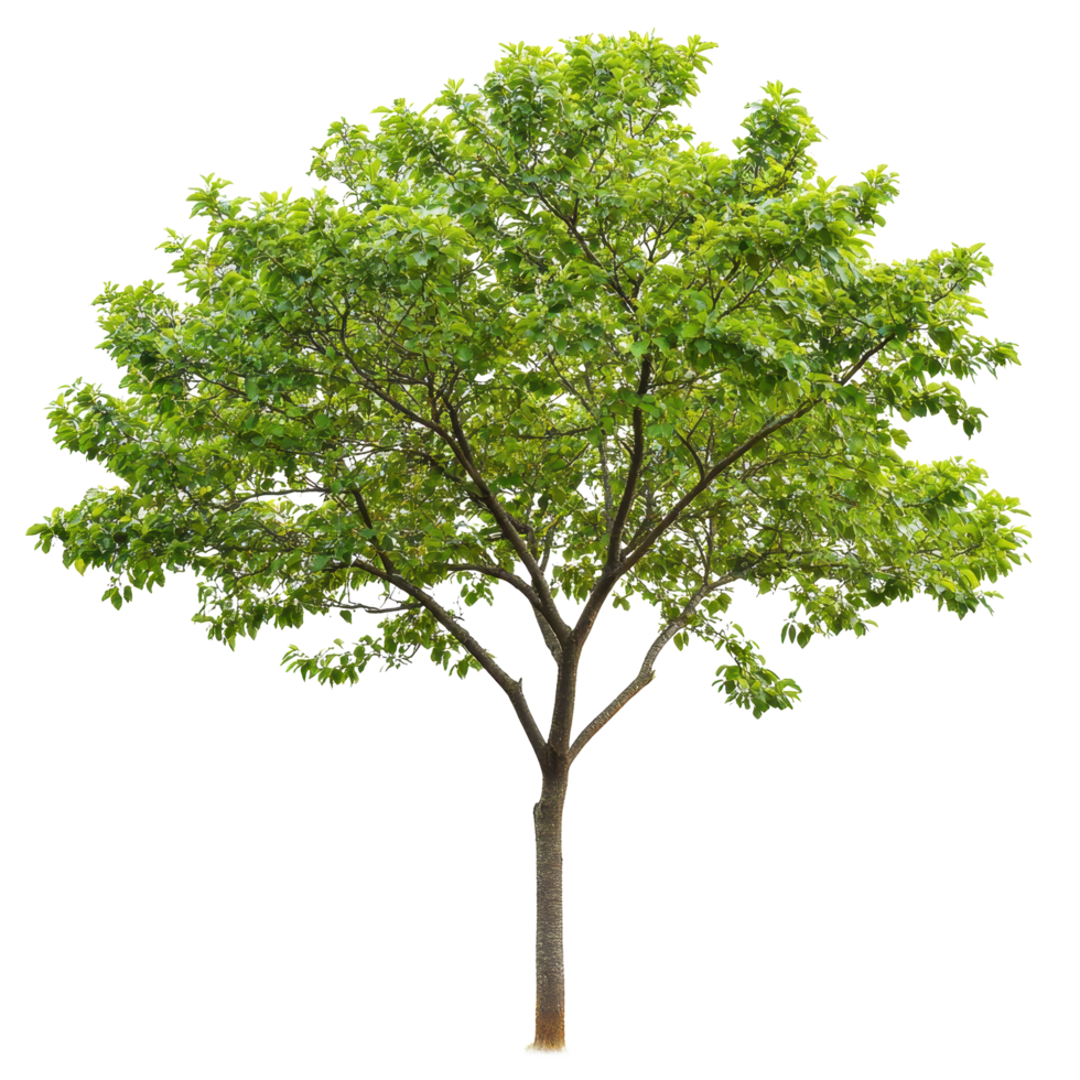 Lush green tree with full foliage thriving against a Transparent background in a tranquil setting, tree with green leaves on a png