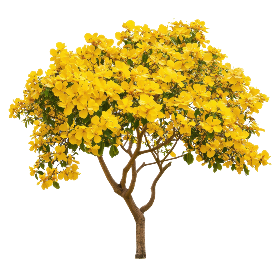 Bright yellow flowering tree stands alone against a clean Transparent background, Isolated image yellow flowers on background png
