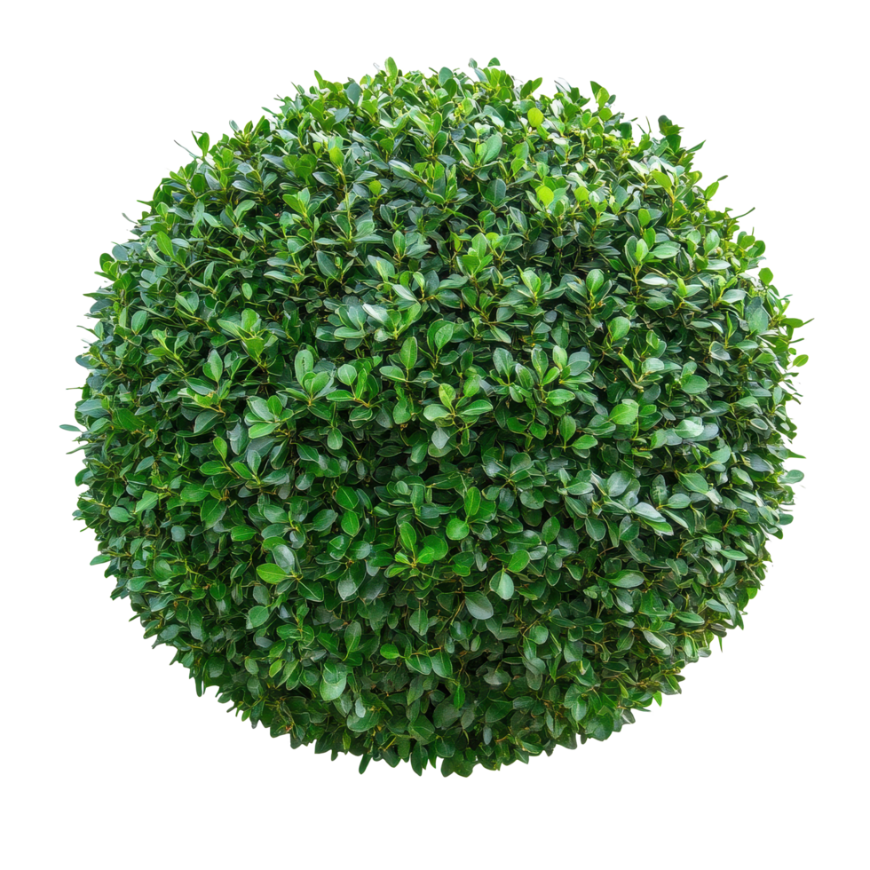 Round bush with vibrant green leaves on a clean Transparent background showcasing its compact shape and texture, round bush White background png