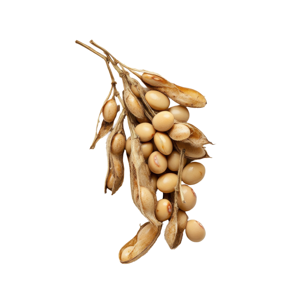 Soybeans with pods and seeds arranged on a Transparent background showcasing their natural texture and color, Soybeans on background png