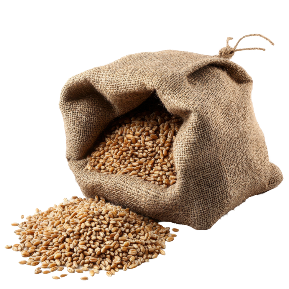 Wheat grain and bran sack filled with fresh grains for healthy consumption and baking, Wheat Grain and Bran Sack png