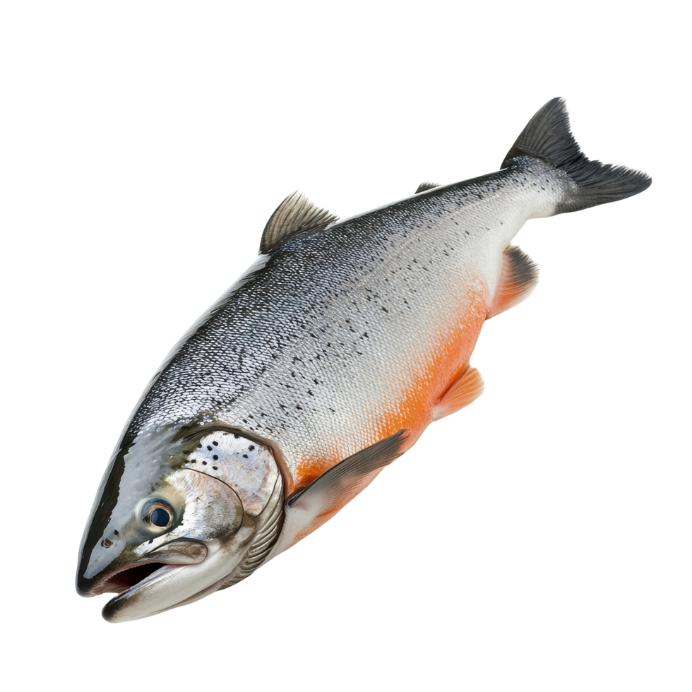 Fresh salmon fish on a Transparent background perfect for culinary preparations and seafood presentations, Salmon Fish Isolated on png