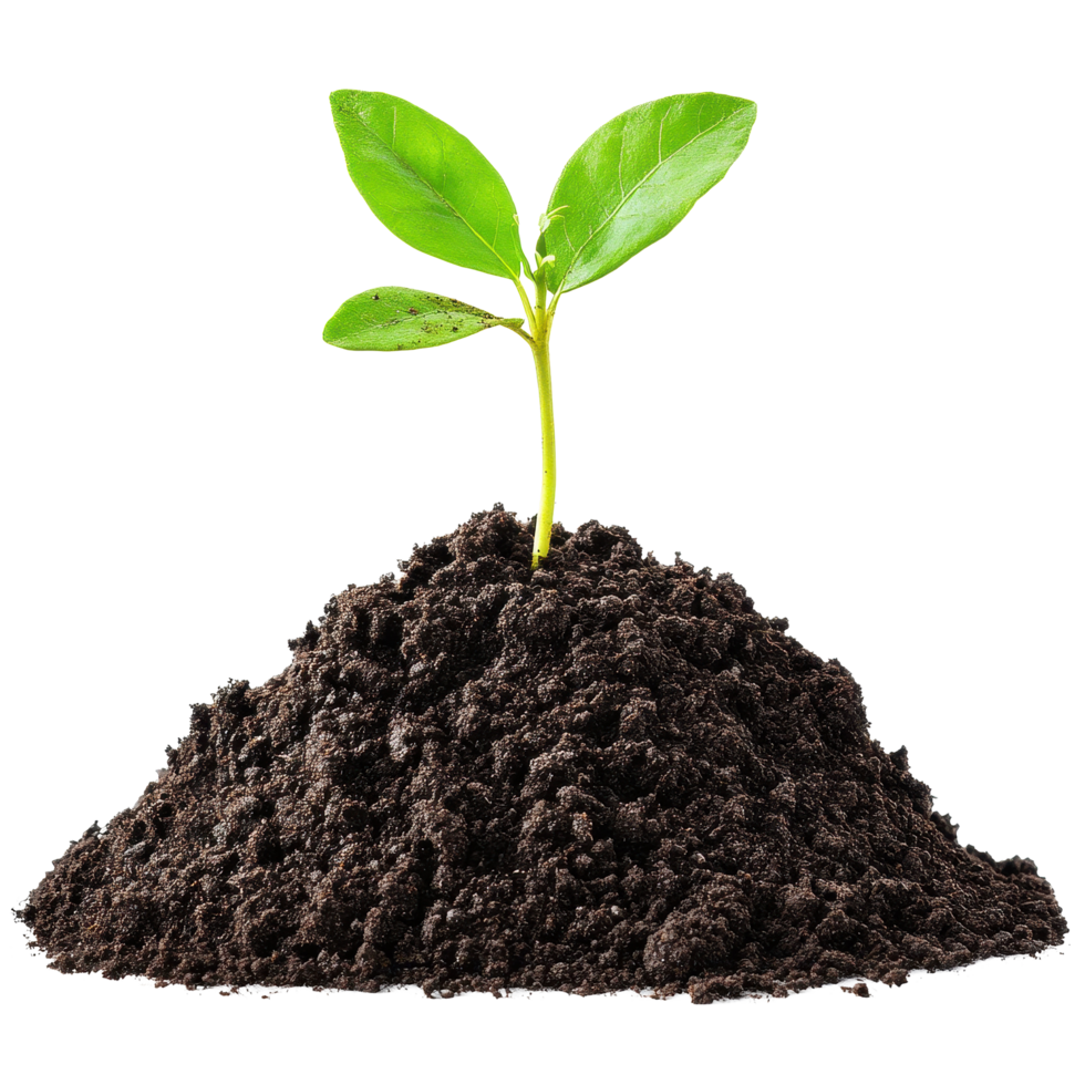 Soil mound with green seedling emerges against a Transparent background highlighting growth and potential, soilisolated on background png