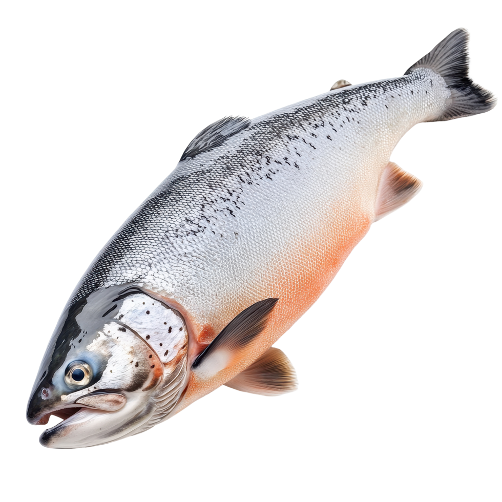 Salmon fish isolated on Transparent background showcasing its natural colors and features for culinary presentation, Salmon Fish Isolated on png