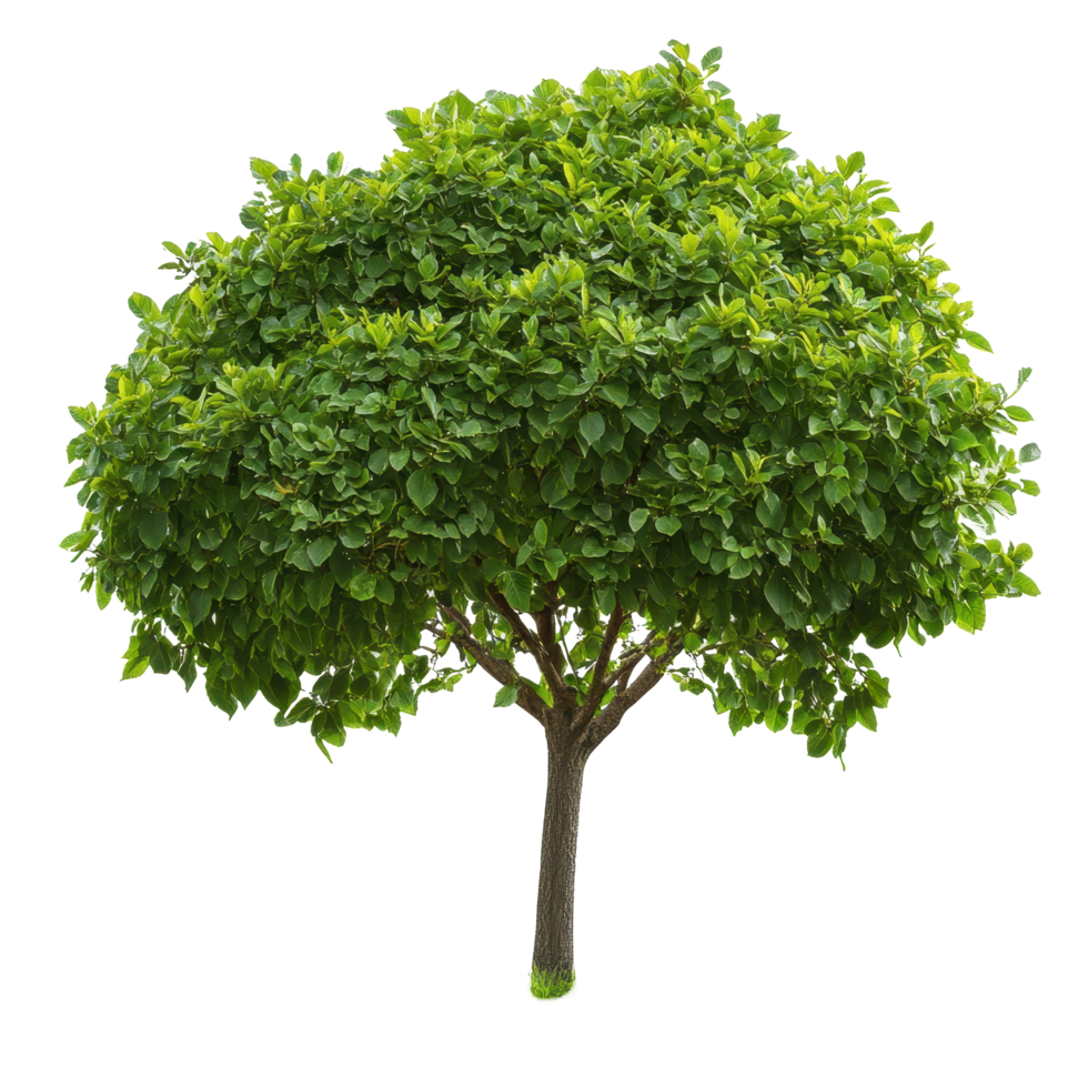 Lush green tree with abundant leaves standing tall on a vibrant green lawn in bright daylight, tree with green leaves on a Transparent background, background png
