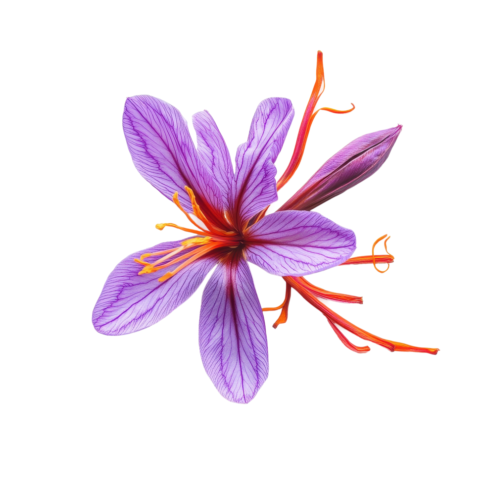 Vibrant saffron flower with purple petals and orange stigmas on a Transparent background, Saffron isolated on background png