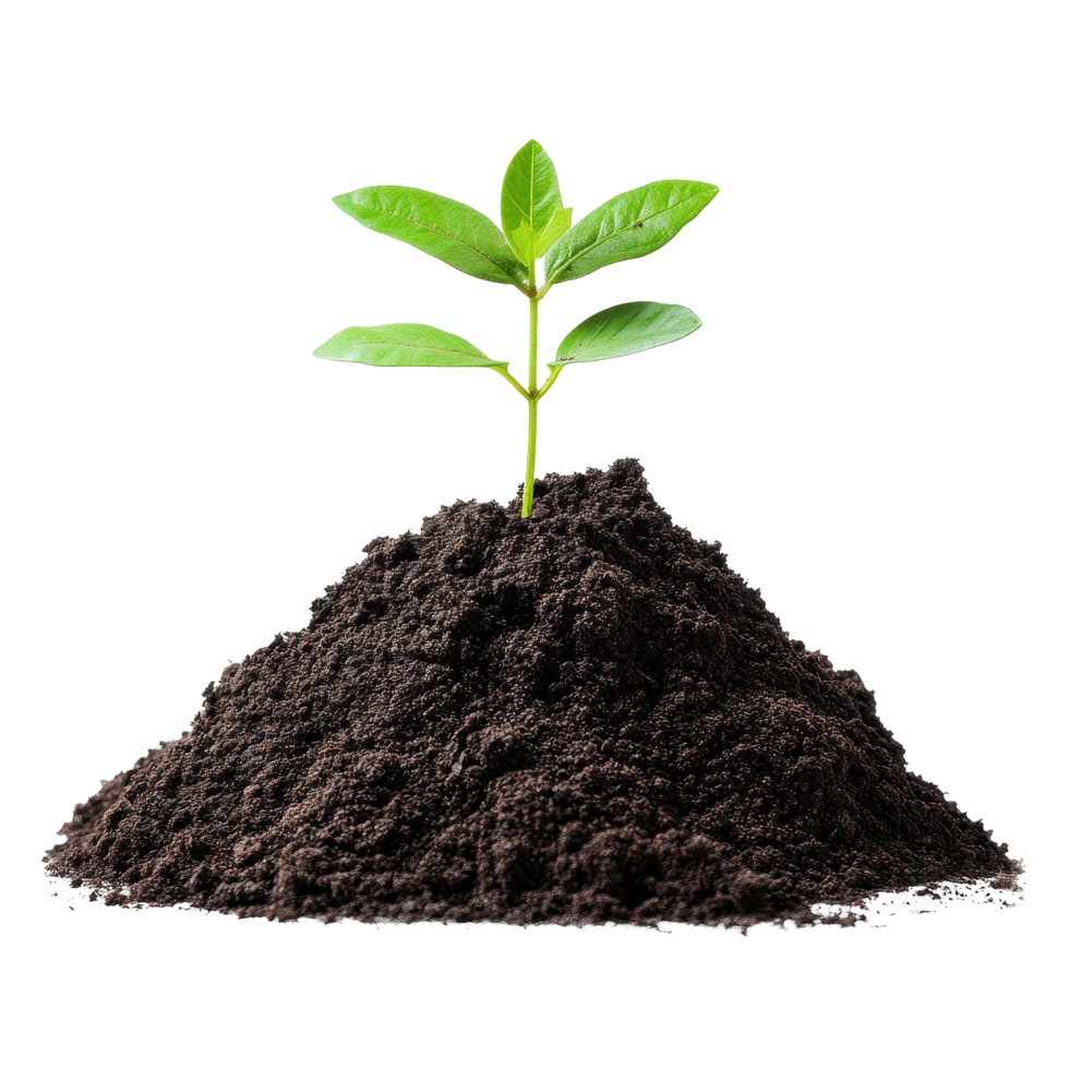 Soil with small green plant sprouting on a Transparent background representing growth and nature, soilisolated on background png