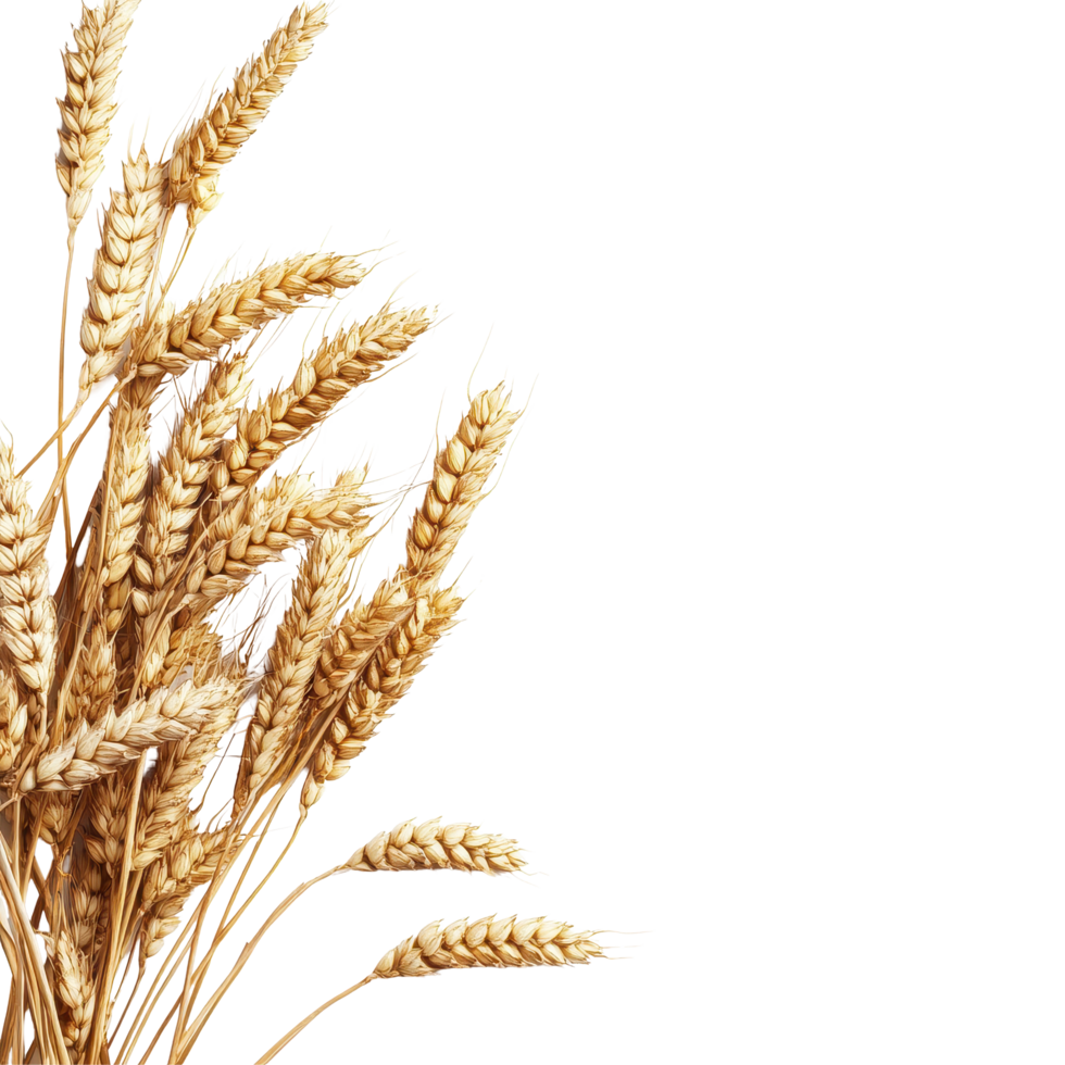 Wheat ears arranged beautifully on a Transparent background for natural beauty and simplicity, wheat ears isolated on png