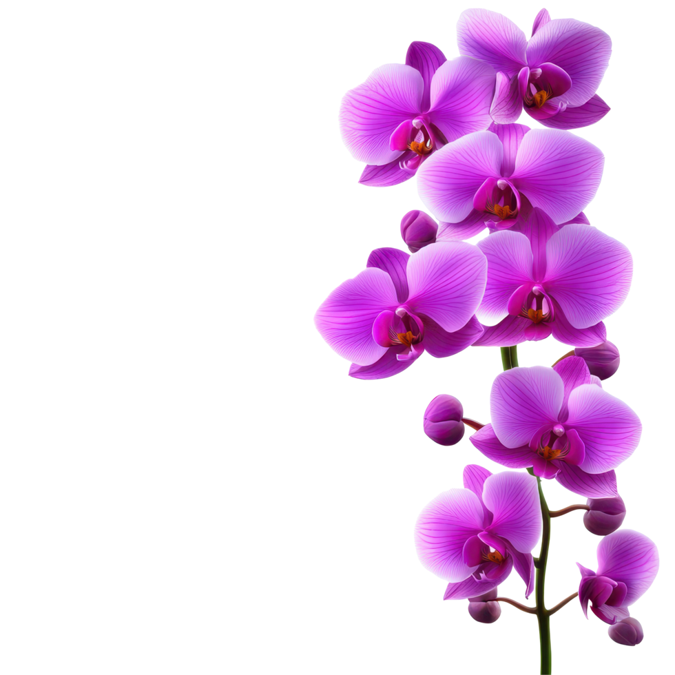 Beautiful purple phalaenopsis orchids blooming against a Transparent background in a serene display of nature, background images beautiful purple phalaenopsis orchids for realistic, png
