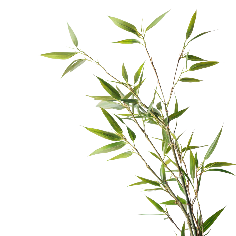 Closeup view of delicate bamboo leaves on a Transparent background showcasing their lush green color and intricate details, This background file is a close-up a bamboo branch, background png