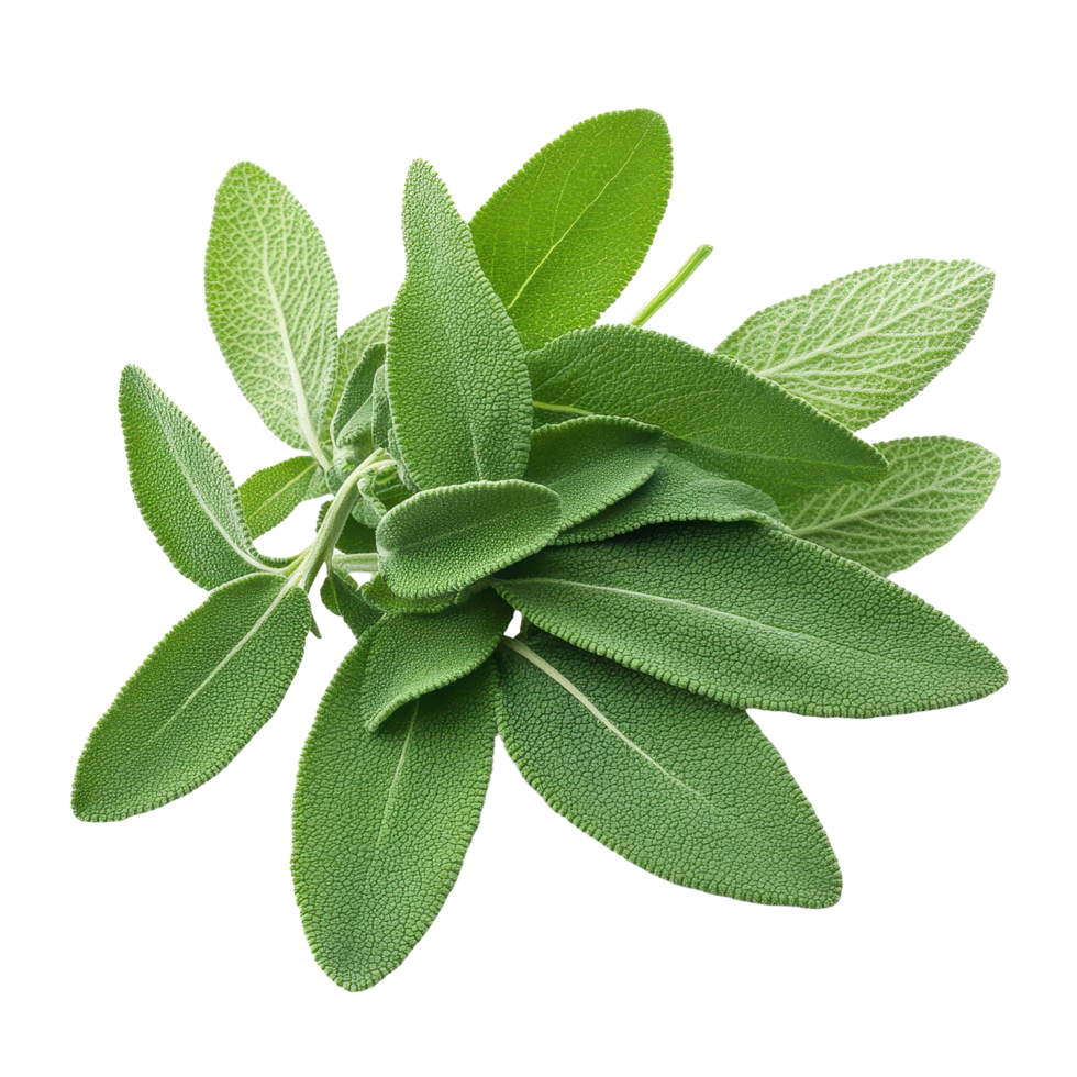 Fresh sage herb leaves isolated on a clean Transparent background for culinary and medicinal use, Sage herb leaves isolated on background png