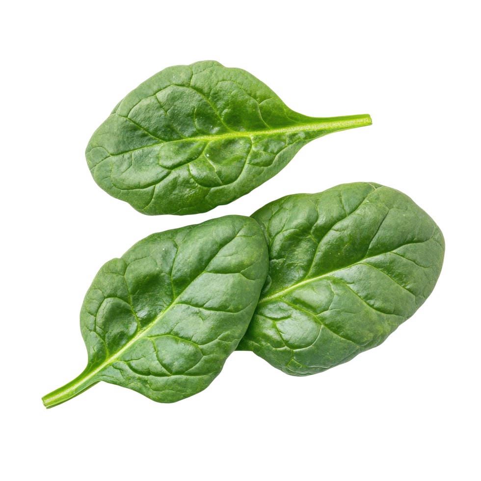 Fresh spinach leaves showcasing vibrant green color isolated on Transparent background for culinary and health purposes, Spinach leaves isolated on background png