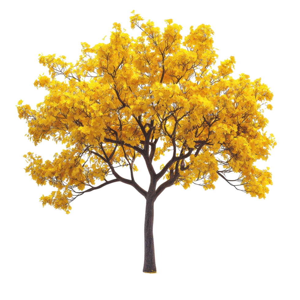 Yellow flowering tree stands out against a Transparent background showcasing its vibrant blooms in full detail, Isolated image yellow flowers on background png