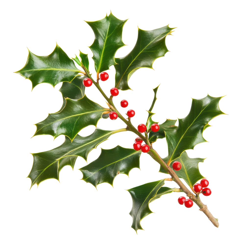Sprig of European holly with vibrant red berries against a Transparent background, Sprig European holly isolated, background png
