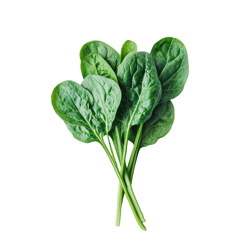 Fresh spinach leaves on a Transparent background showcasing vibrant green color and healthy appearance, Spinach on background png