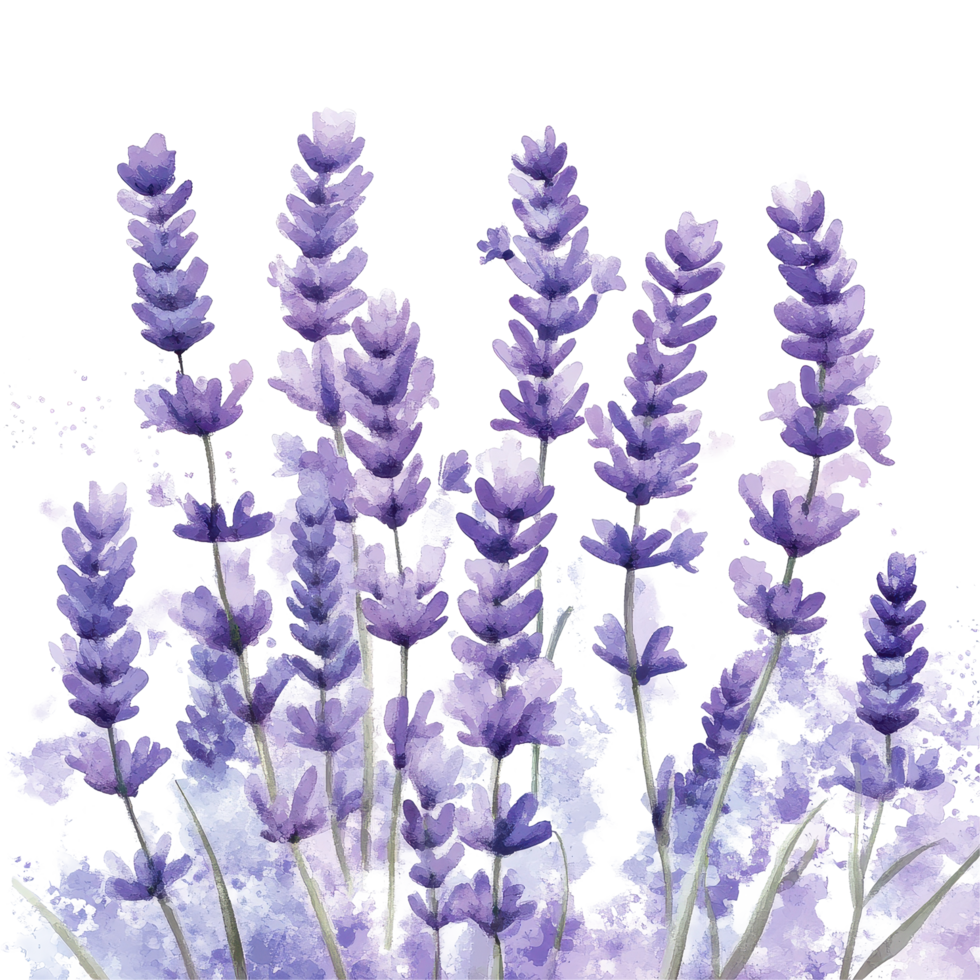 Lavender blooms in watercolor against a soft background capturing the essence of nature's beauty, Watrcolor lavender background. Transparent background, background png