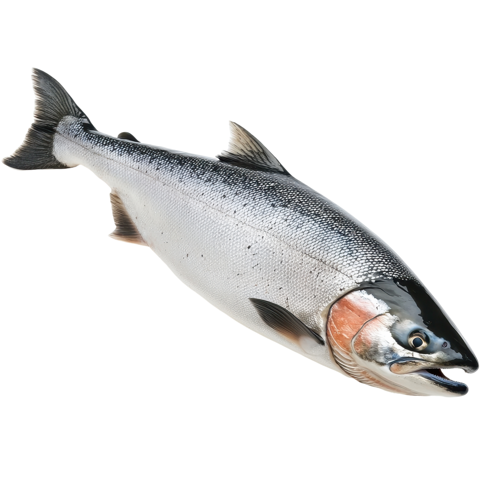 Fresh salmon fish isolated on Transparent background for culinary and health photography, Salmon Fish Isolated on png
