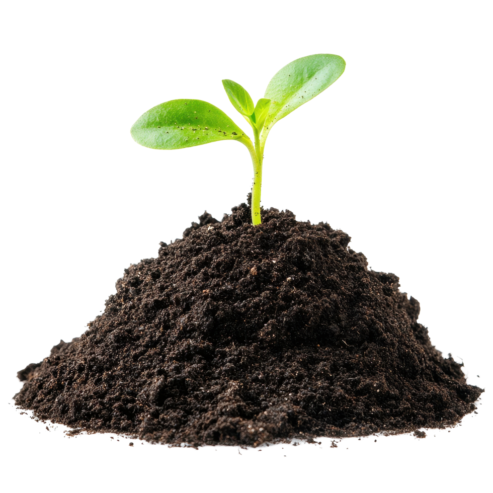 New sprouts emerging from dark soil in a clean isolated setting on a Transparent background, Sprout in a pile soil isolated on png