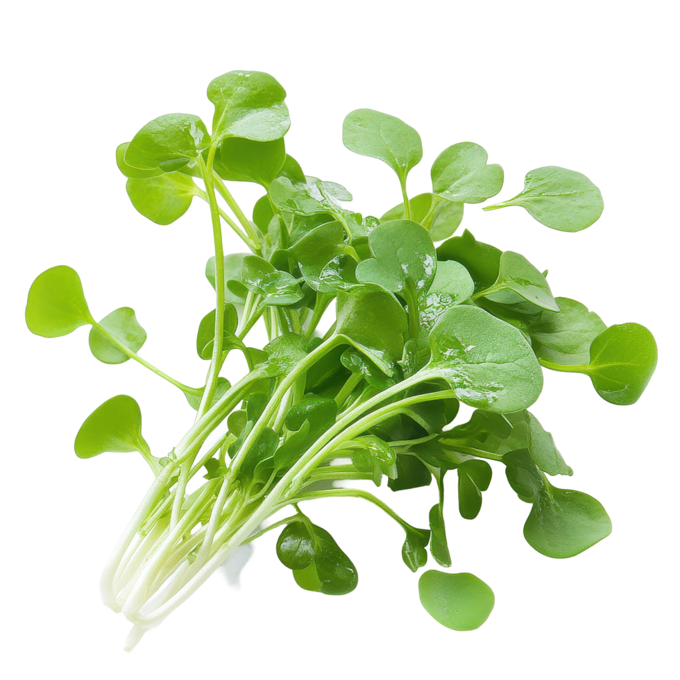 Fresh watercress bunch on a Transparent background showcasing vibrant green leaves, watercress isolated on background png