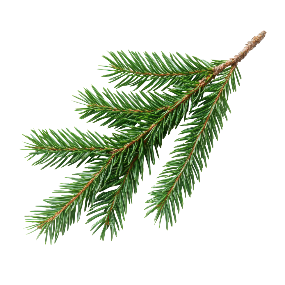 Spruce branch displaying vibrant green needles on a Transparent background for botanical use, Spruce branch green fir isolated, background png