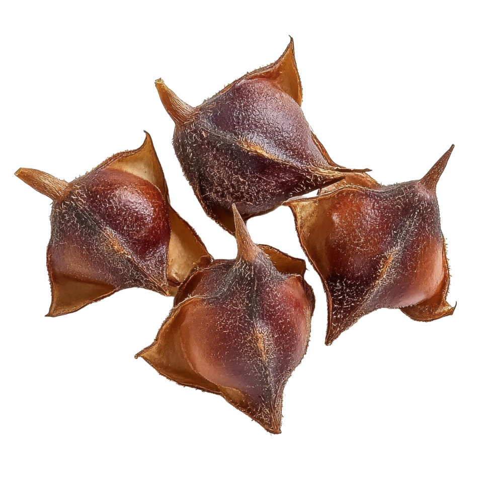 Water chestnut water caltrops displayed on a Transparent background for culinary and nutritional exploration, Water chestnut, Water caltrops on background png