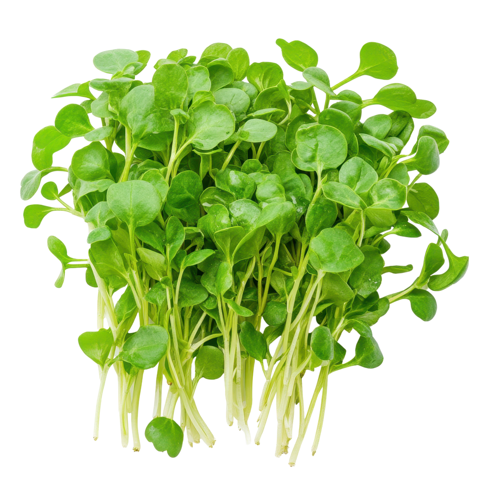 Watercress isolated on Transparent background showcasing its vibrant green leaves and delicate stems for culinary use, watercress isolated on background png