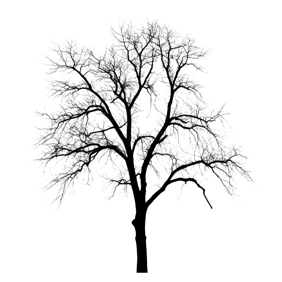 Silhouette of a leafless tree against a Transparent background illustrating winter's stillness, Silhouette a large leafless tree, isolated on a background png