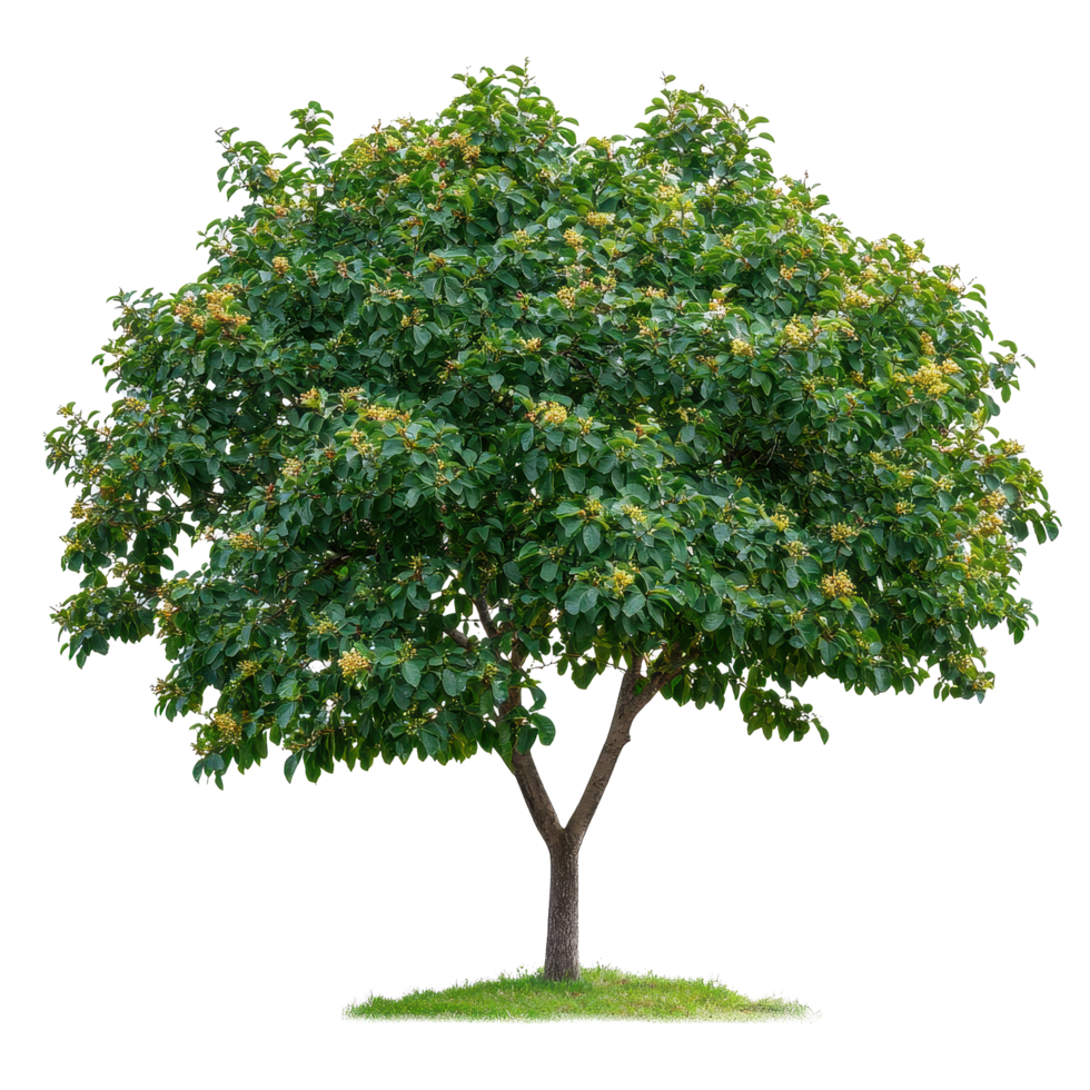 Soap nut tree with lush foliage and yellow flowers on a bright Transparent background, Soap nut tree isolated on background png