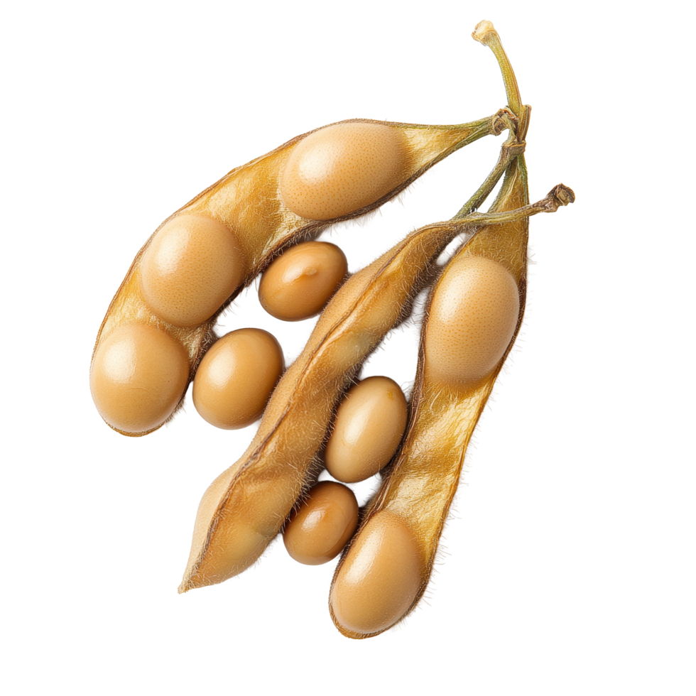 Soybeans in their natural pods isolated on a Transparent background for clear visibility and focus on their texture, Soybeans isolated on png