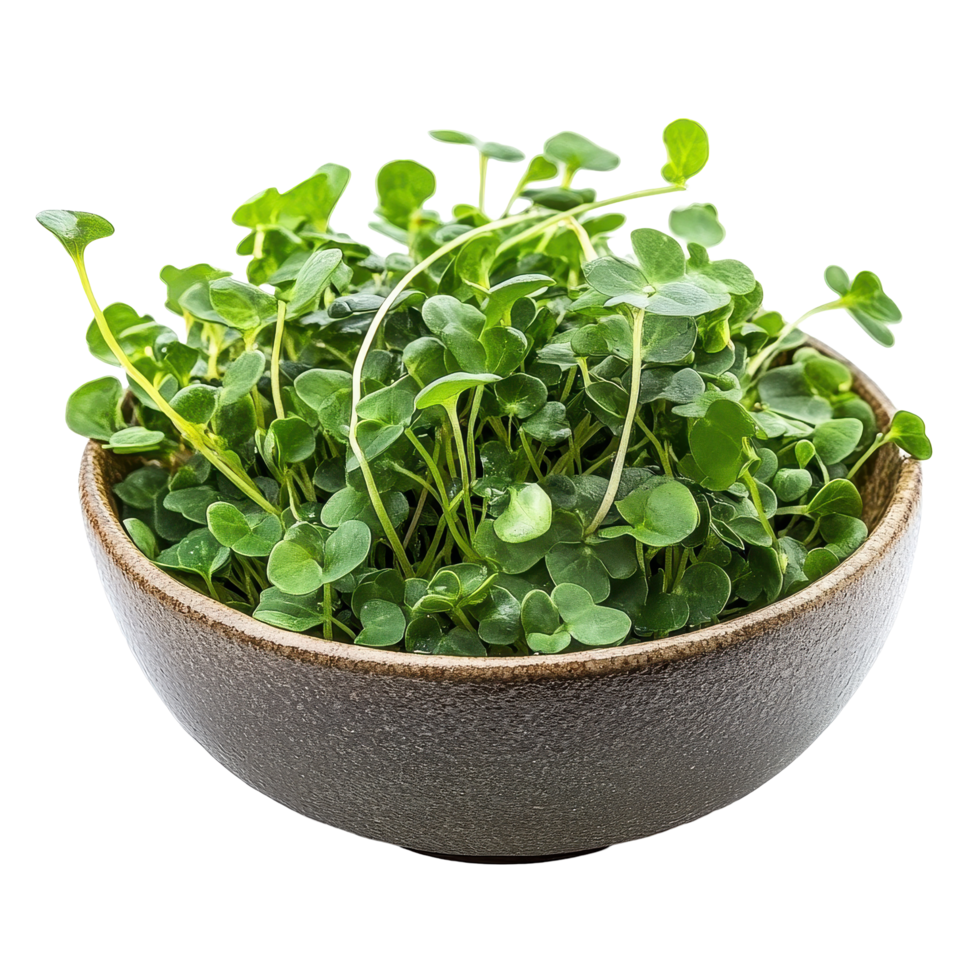 Fresh watercress in a smooth bowl on a Transparent background highlighting healthy ingredients for culinary use, Watercress in bowl isolated on background png