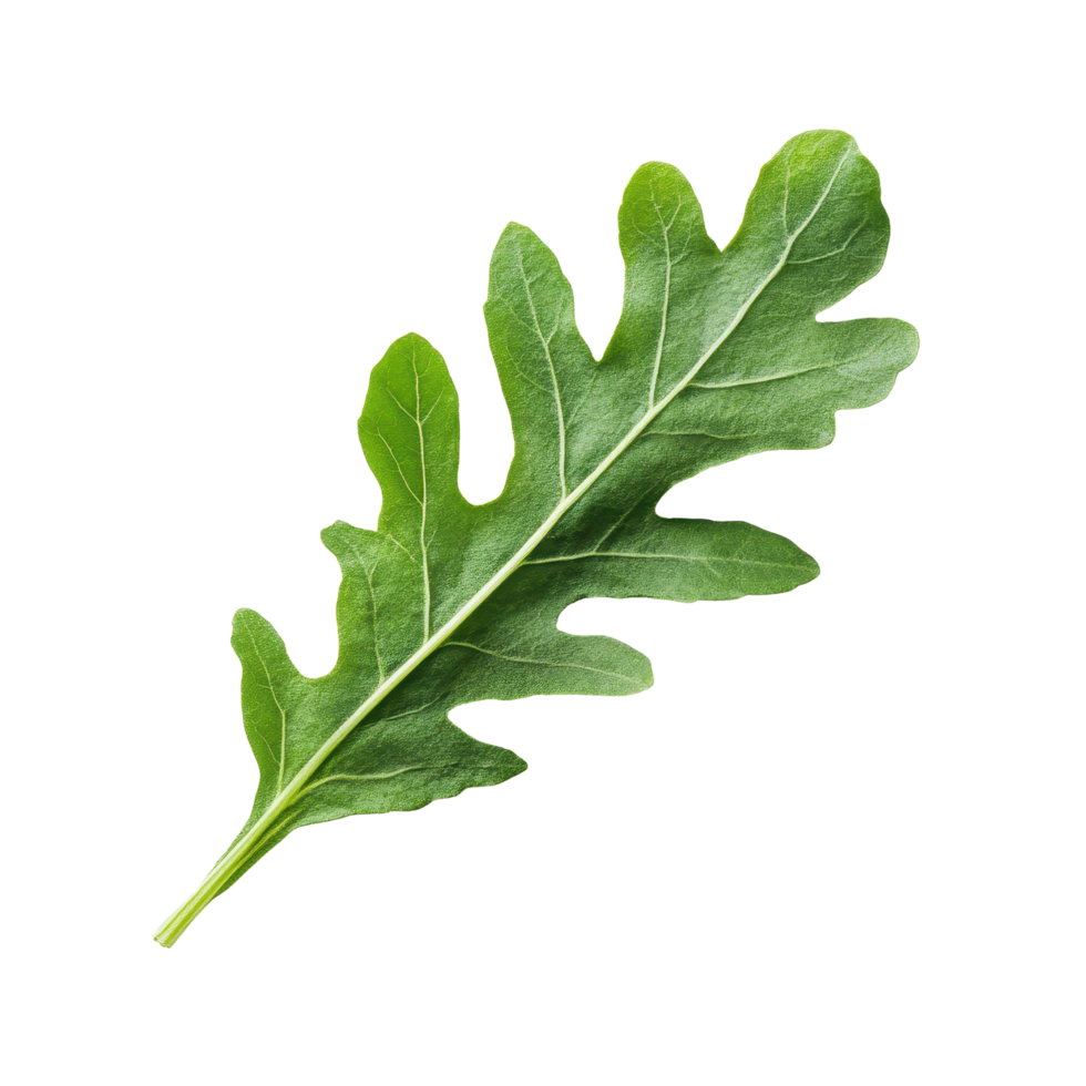 Ruccola leaf showcasing vibrant green color on clean Transparent background for healthy eating, Ruccola leaf isolated on png
