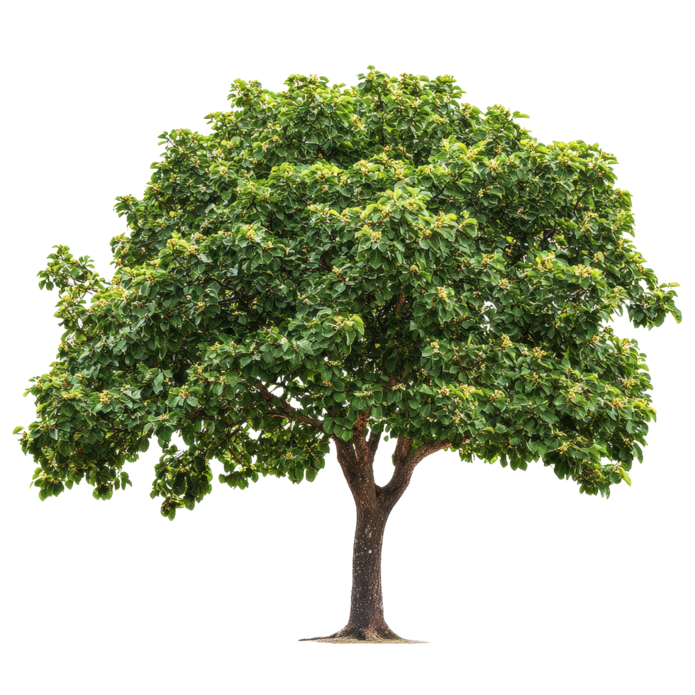 Soap nut tree with lush foliage isolated on a Transparent background highlights nature's beauty and simplicity, Soap nut tree isolated on background png