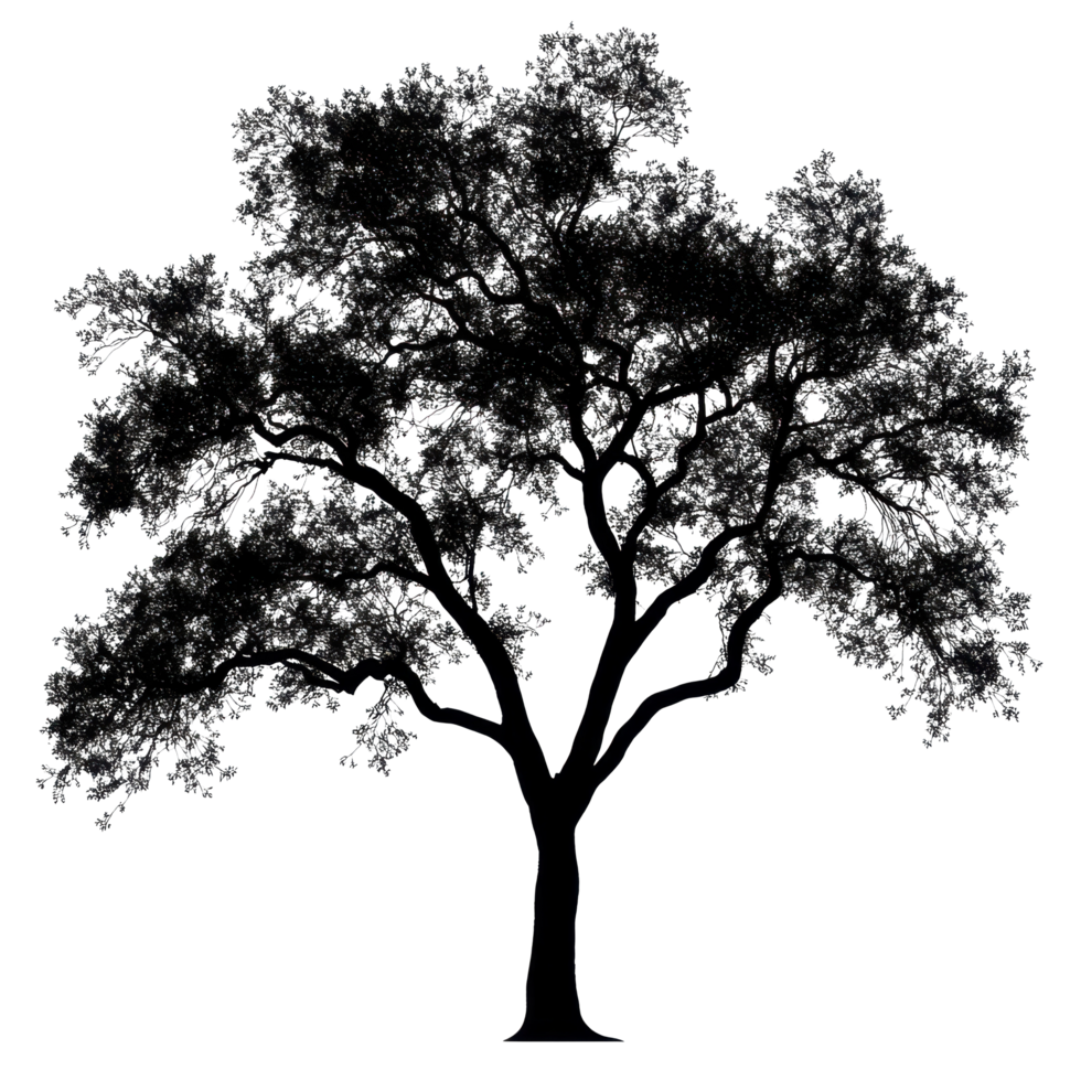 Silhouette of a large tree with branches and leaves against a clear background, Photo branches with leaves a large tree isolated on a Transparent background png