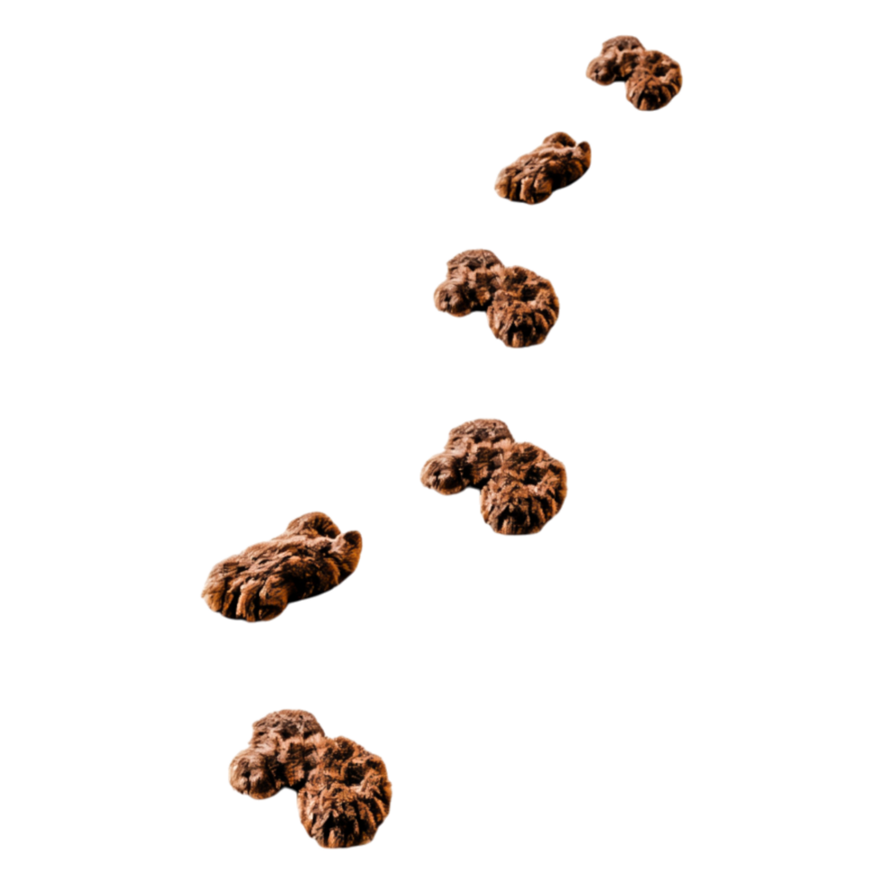 Brown Cookie Crumbs on a for Baking and Cooking png