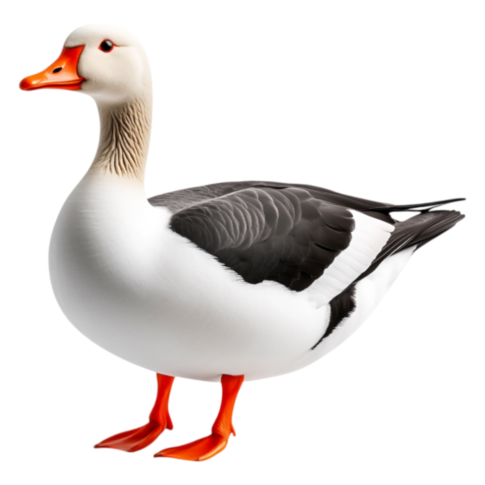 Detailed Portrait of a Domestic Goose Standing Gracefully in Profile png