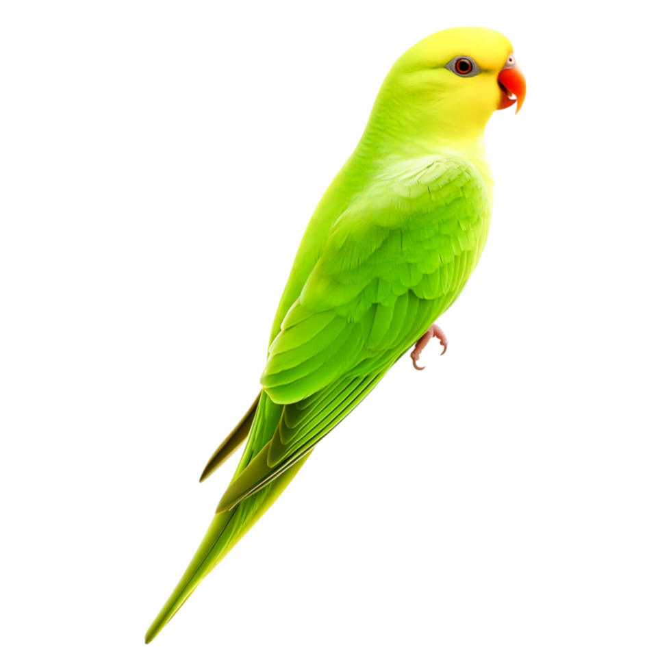 Vibrant Green Parrot on Black Background for Wildlife Photography png