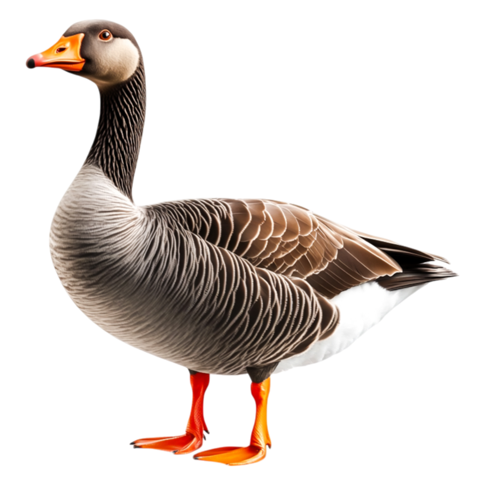 Elegant Goose Standing Proudly with Vibrant Feathers and Colors png
