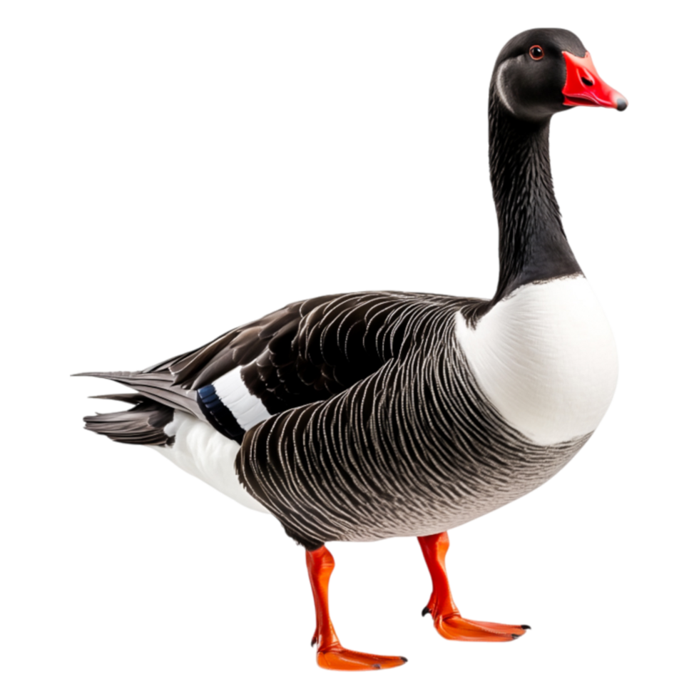 Striking Portrait of a Majestic Grey Lag Goose with Red Bill png