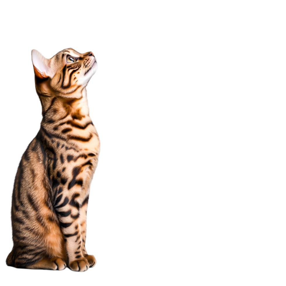 Playful Bengal Cat Standing with Alert Expression and Exotic Spots png