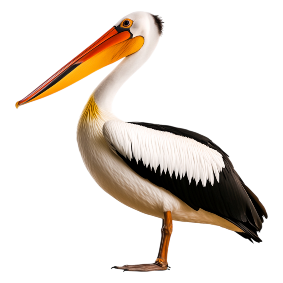 Pelican with Vibrant Orange Bill and Elegant Plumage in Profile View png