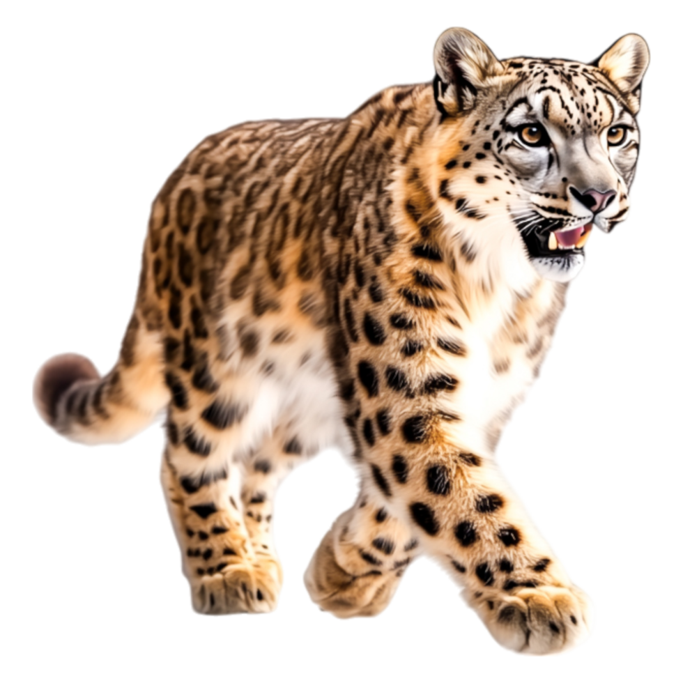 Agile Snow Leopard Roaming in the Wild Capturing Nature's Beauty png