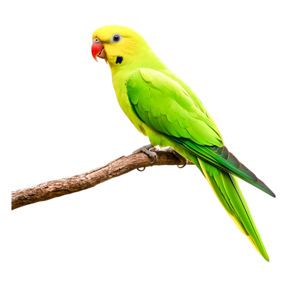 Colorful Green Parakeet Perched on Branch Against png