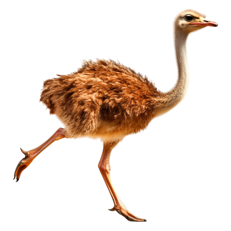 Running Ostrich with Fluffy Feathers in Natural Habitat Scene png